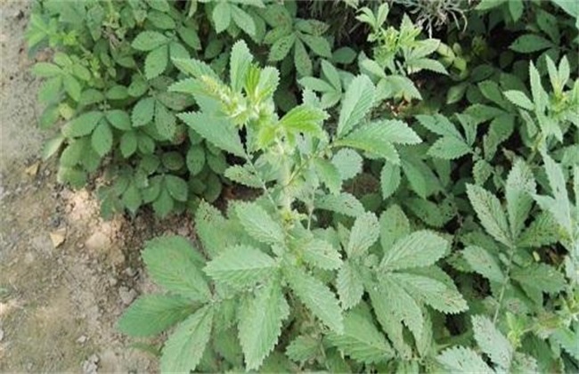 仙鹤草栽培管理