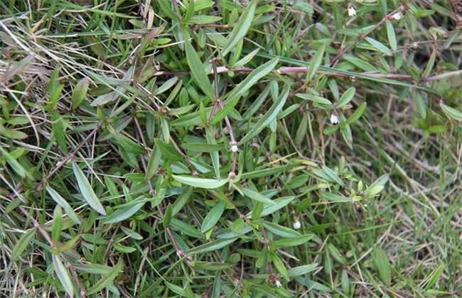 白花蛇舌草种植要要注意些什么