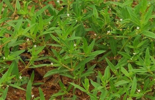 白花蛇舌草种植要要注意些什么
