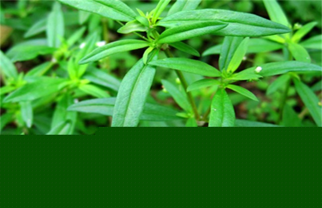 白花蛇舌草种植要要注意些什么