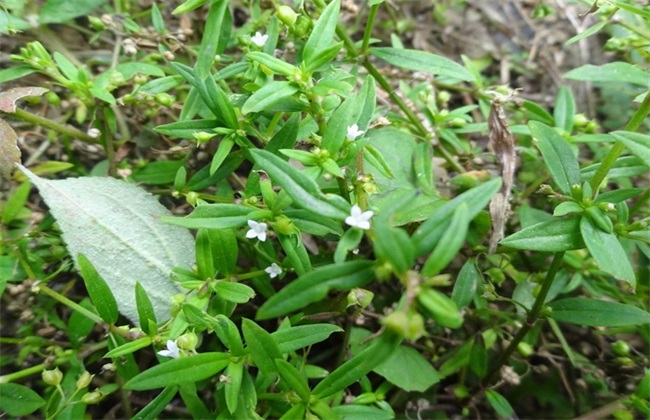 白花蛇舌草种植要要注意些什么