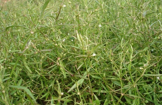 白花蛇舌草种植要要注意些什么