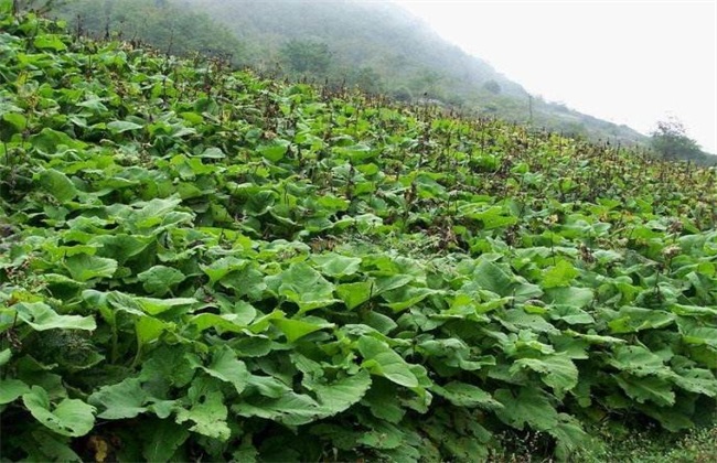 云木香种植要要注意什么