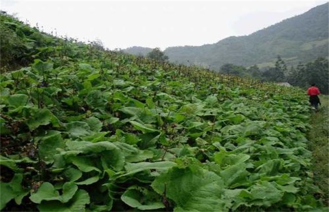 云木香种植要要注意什么