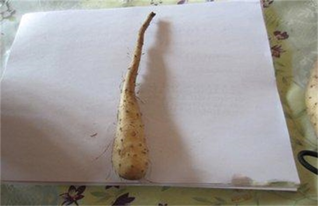 山药的繁殖办法