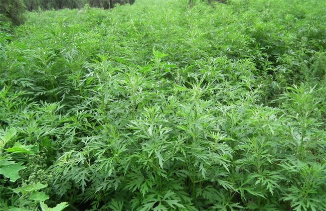 益母草种植的注意些什么 