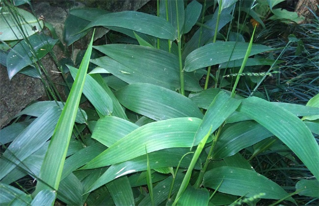 淡竹叶的种植技术