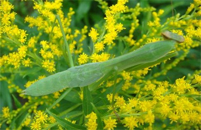 一枝黄花经常遇见病虫害的防治办法