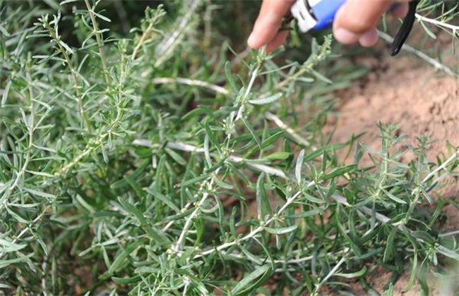 枸杞冬季管理注意些什么