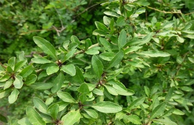 枸杞冬季管理注意些什么