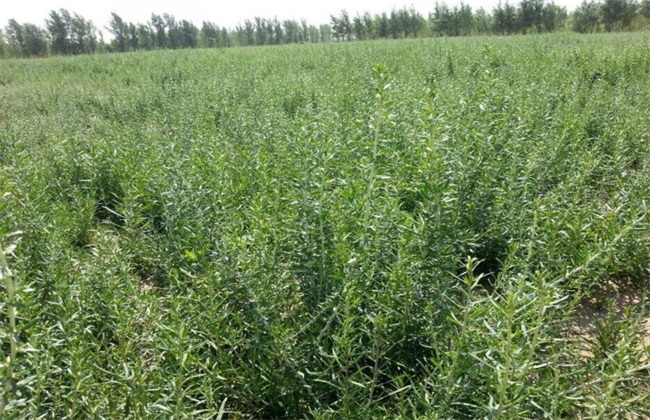 枸杞冬季管理注意些什么