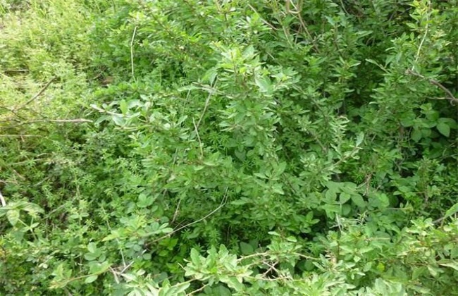 枸杞冬季管理注意些什么