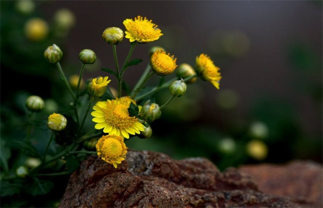 野菊花的种植技术