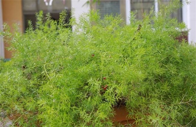 天冬的种植技术