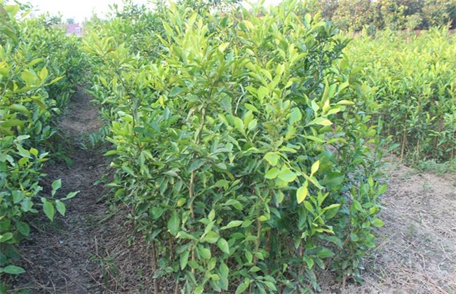 香橼种植时需要要注意些什么