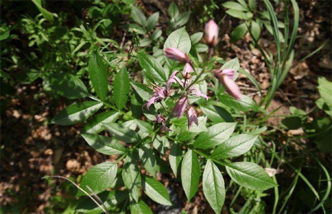 白鲜皮种植注意些什么