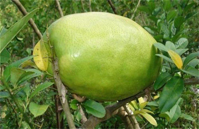 香橼种植时需要要注意些什么