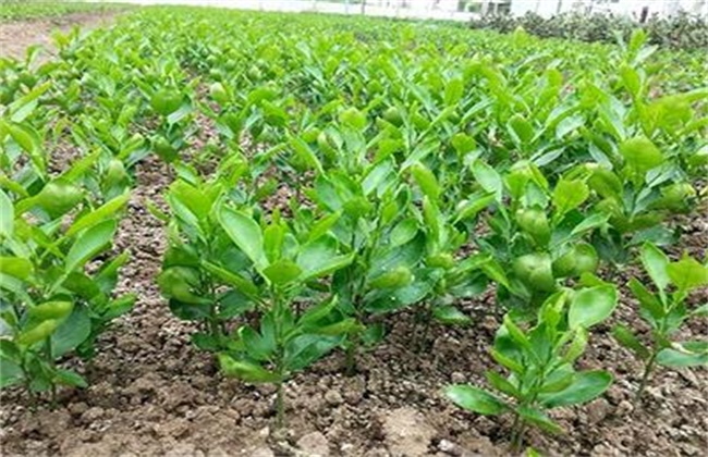 香橼种植时需要要注意些什么
