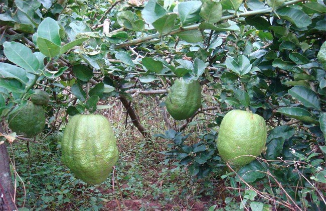 香橼种植时需要要注意些什么