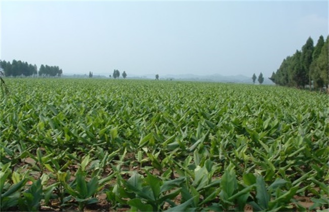 莪术的种植注意些什么