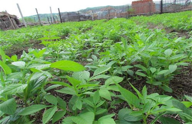 白鲜皮种植注意些什么