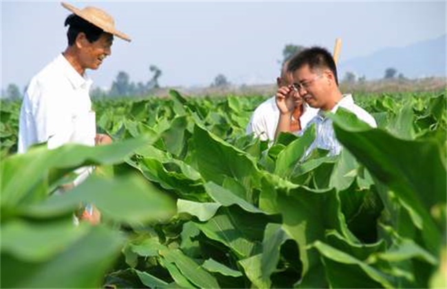 莪术的种植注意些什么
