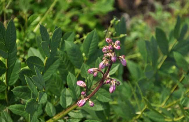 白鲜皮种植注意些什么