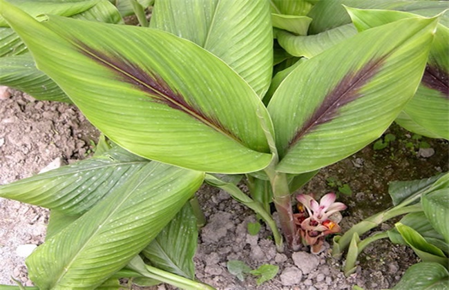 莪术的种植注意些什么