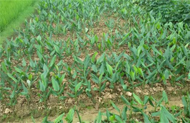 莪术的种植注意些什么