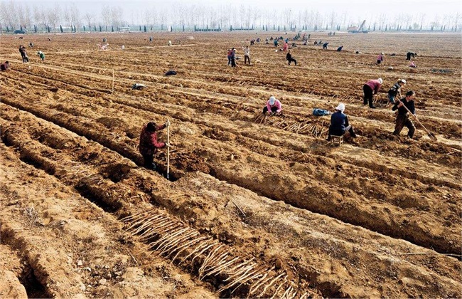 山药种植的关键方法技巧