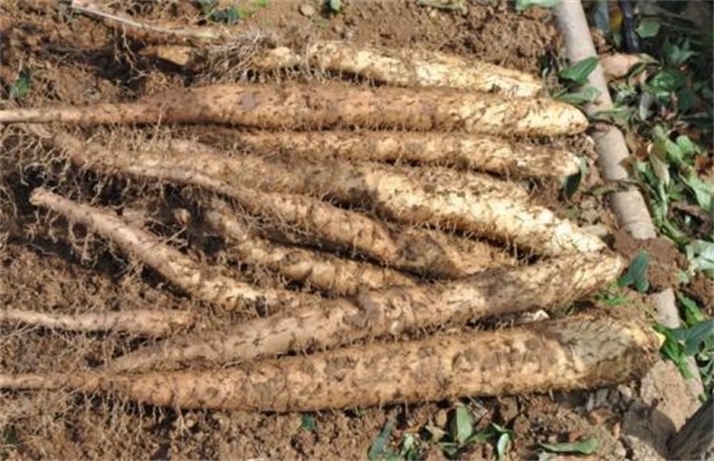 山药种植的关键方法技巧