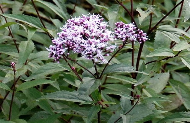 佩兰高产栽培技术