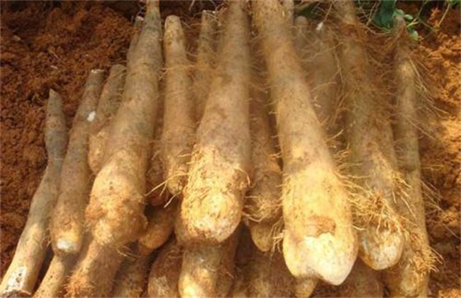 山药种植的关键方法技巧