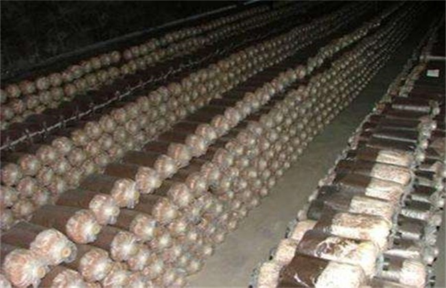 茶树菇的种植注意些什么