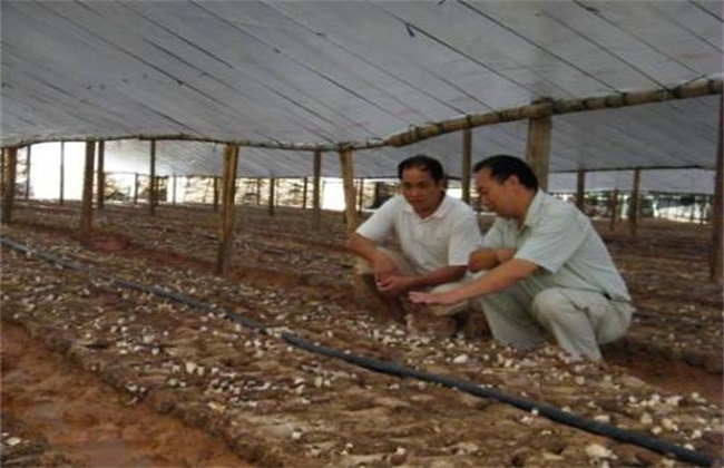 茶树菇的种植注意些什么