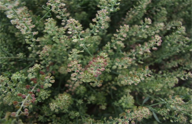 葶苈子的种植技术