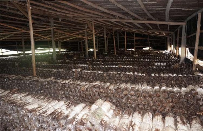 茶树菇的种植注意些什么