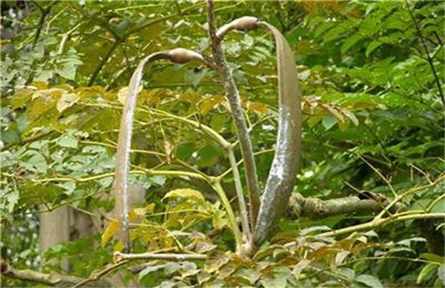 木蝴蝶的种植技术