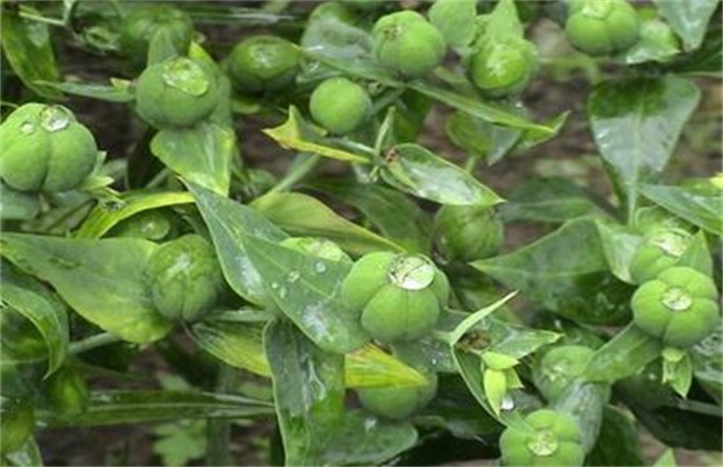 木蝴蝶的种植技术