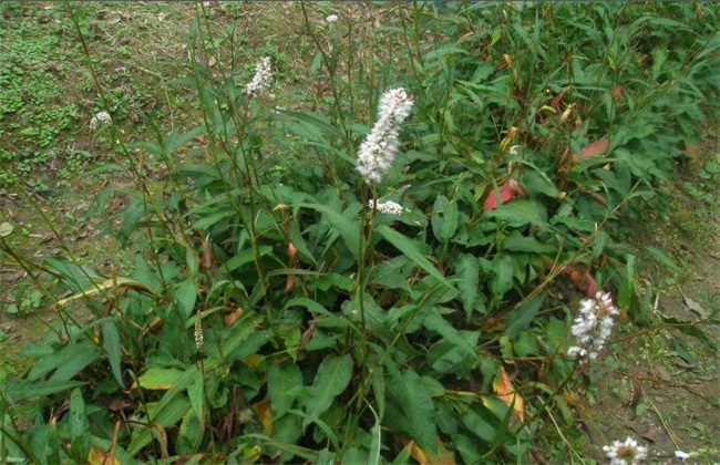 拳参的栽培技术