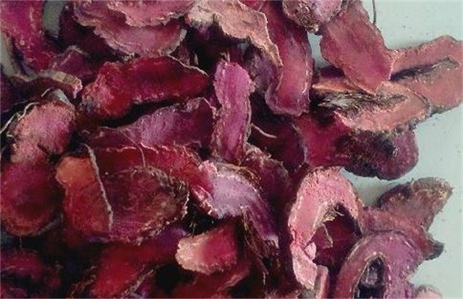 拳参的栽培技术