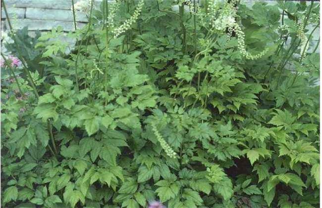 怎么提高升麻的产量