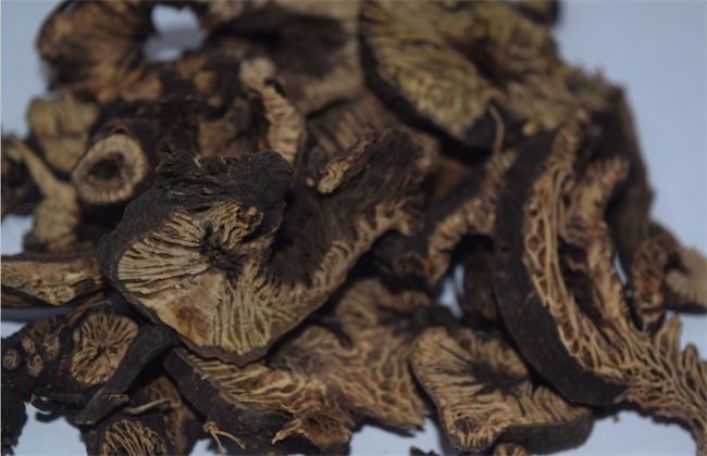 怎么提高升麻的产量