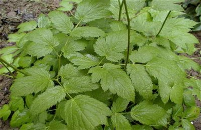 怎么提高升麻的产量