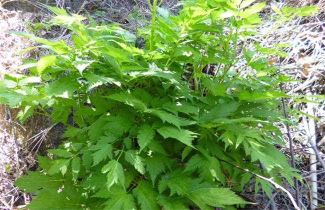 怎么提高升麻的产量