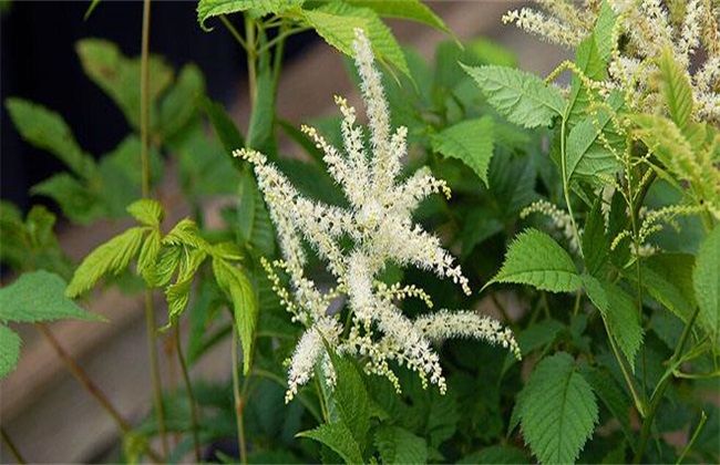 怎么提高升麻的产量