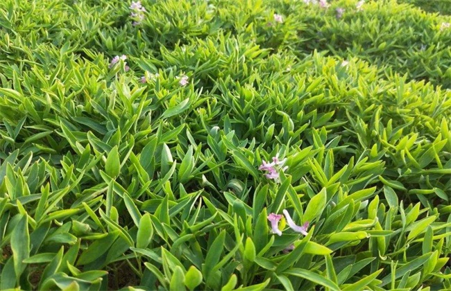 元胡的种植办法