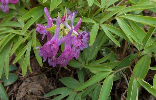 元胡的种植办法