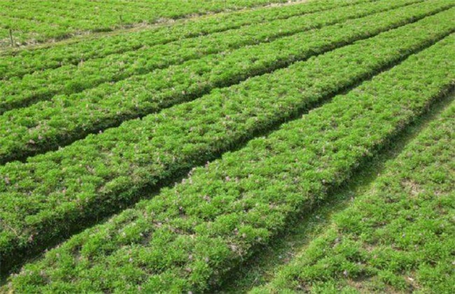 元胡的种植办法