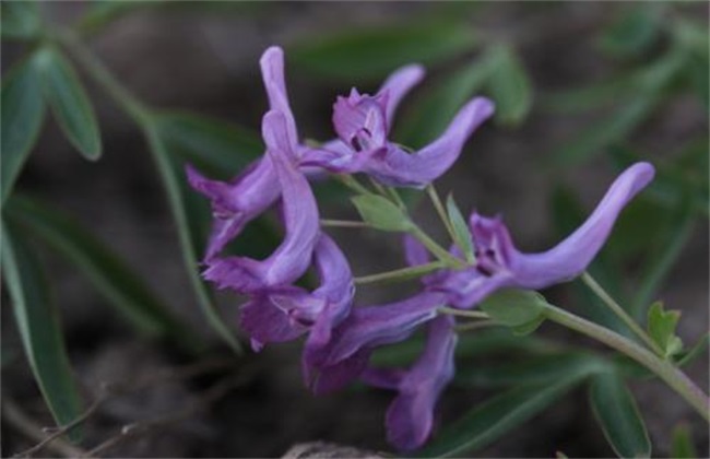 元胡的种植办法